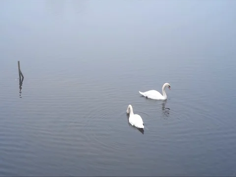 2 Swans in the mist Stock Footage 81859402