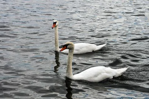 2 Swans Stock Photos