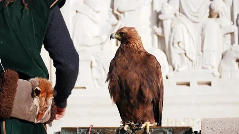 2  a tame brown eagle with a cap on his head jumps on the owner's arm Stock Footage 172376878