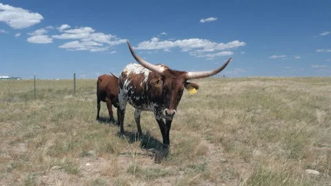 2 Texas Longhorns Stock Footage 92877773