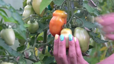 2 tomatoes on twigs, hands picking tomatoes, red fruits, green tomatoes Stock Footage 265006048