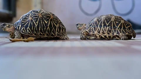 2 Tortoise. Funny Tortoise life. Domestic Pet land Tortoise. Home pet reptile.   Stock Footage 233803345