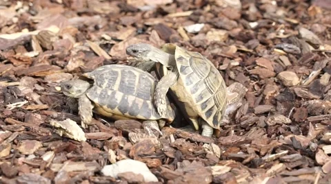 2 Tortoises in the Love Vídeos de archivo 67212275