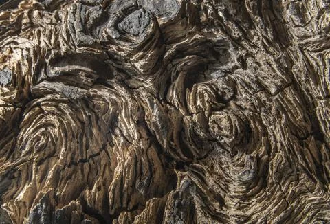 2 Tree Burl Foto stock