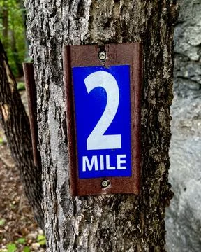 2 on a Tree Stock Photos