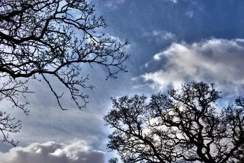 2 Tree silhouettes Stock Photos
