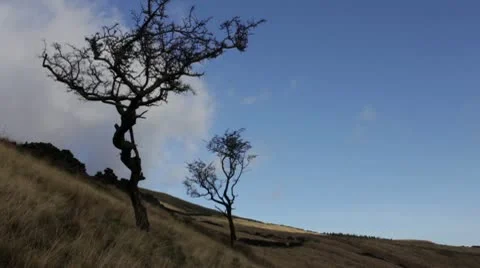 2 trees and clouds 1080p Video stock 10605201