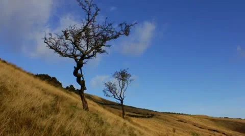 2 trees and clouds 720p Video stock 10605120