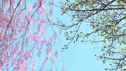2 trees blooming side by side Stock Footage 272832223