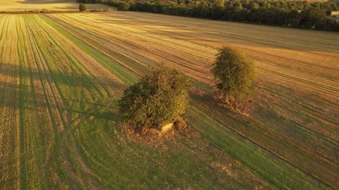 2 Trees In Field Stock Footage 171867700
