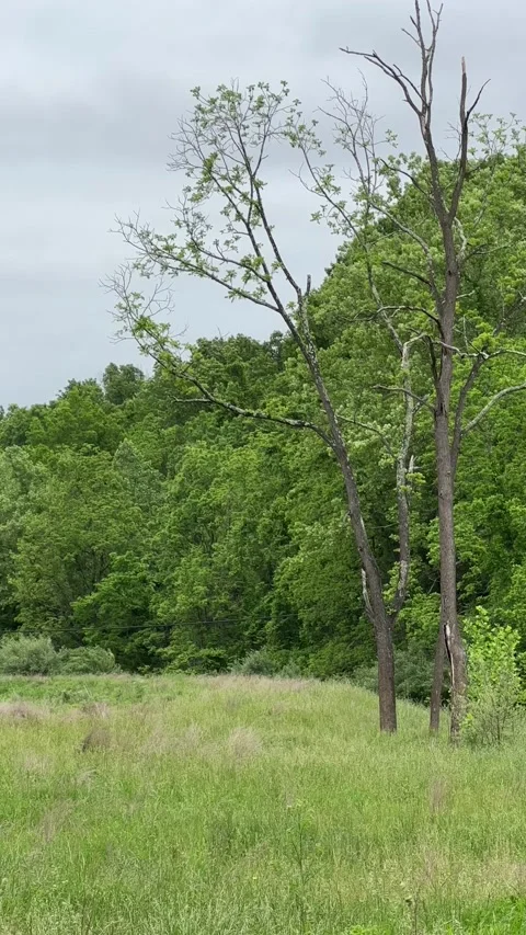 2 trees in the middle of a field Video stock 195581962