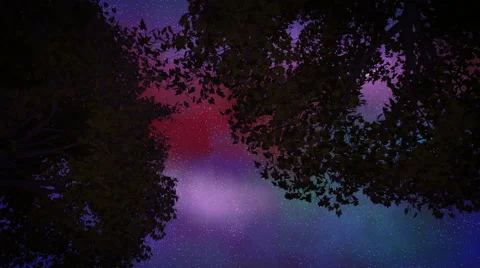 2 Trees at Night Stock-Footage 49402007