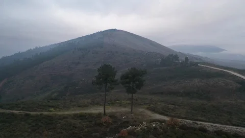 2 trees standing alone in hill drone footage Video stock 130130348