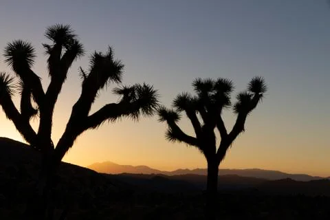 2 trees in a Sunset over Joshua Tree National Park, California, USA Stock Photos