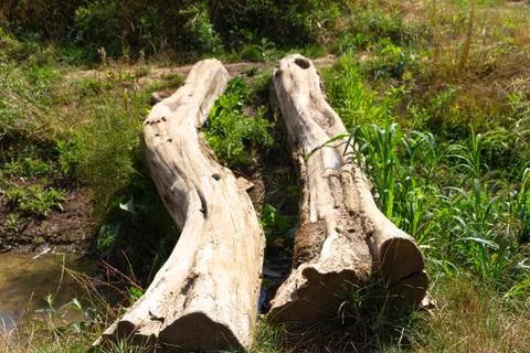 2 trees used as a brigde Stock Photos