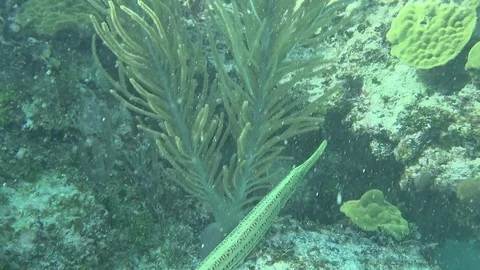 2 trumpet fish Stock-Footage 84958059