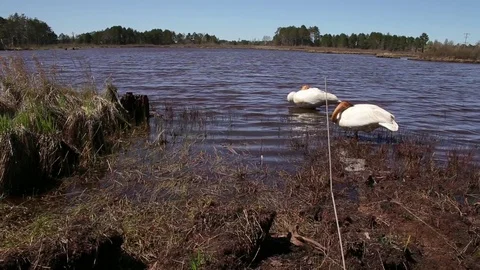 2 Trumpeter Swans at Rest Stock Footage 79625262