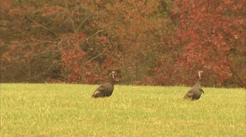 2 TURKEYS Stock Footage 50763543