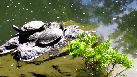 2 turtles bathing under sunlight, rock in pond Stock Footage