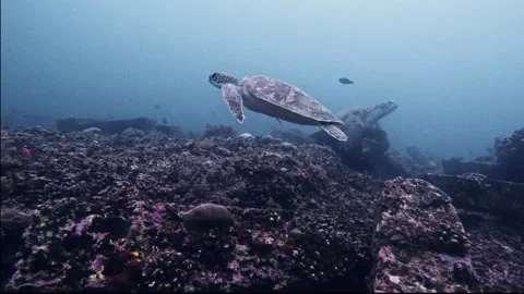 2 Turtles Video stock 300854754