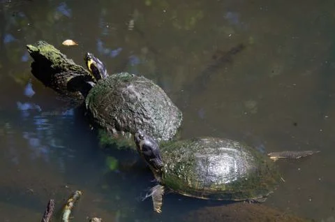2 turtles sharing a log Stock Photos