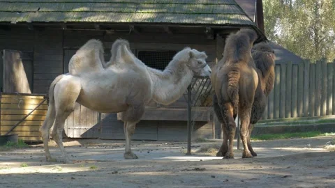 2 Two beautiful two-humped camels Stock Footage 172418245