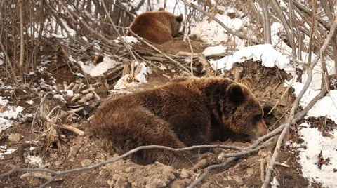 2, two brown bear lies in pit Stock Footage 24169576