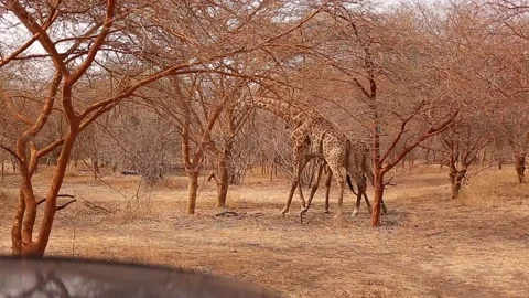 2 Two Giraffes staying side by side and playing with each other between orange Stock Footage 130387747