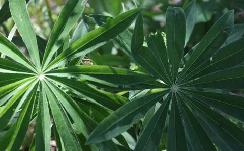 2 umbrella leaves Stock Photos