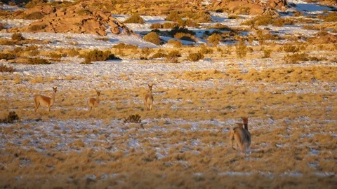 2 Vicuna chase each other  through snowy field in Andes Stock Footage 81884641