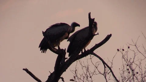 2 Vultures in a Tree Video stock 71180919