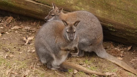 2 wallabys sat next to each other Stock Footage 122199515