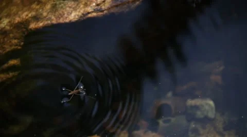 2 waterbugs on the surface Stock Footage 40462332