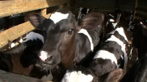 2 week old calves in exterior pen Video stock 11265347