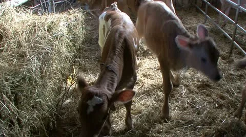 2 week old calves inside pens in barn Video stock 11265177