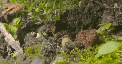 2 week old tick eggs with dying mother Stock Footage 112983511