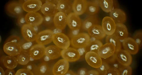 2 week old tick eggs Stock Footage 113005931