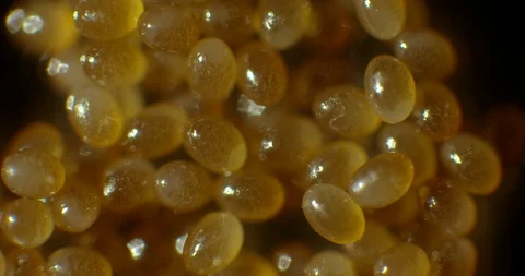 2 week old tick eggs Stock Footage 113006967