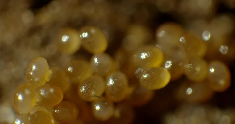 2 week old tick eggs Stock Footage 113007748