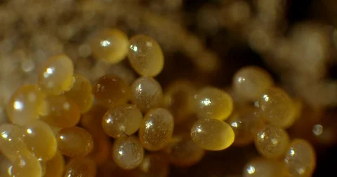 2 week old tick eggs Stock Footage 113010329