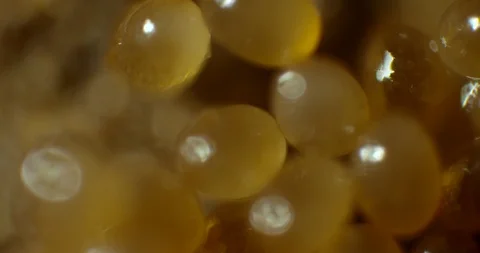 2 week old tick eggs Stock Footage 113010360