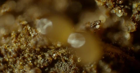 2 week old tick eggs Stock Footage 113010905