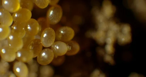 2 week old tick eggs Stock Footage 113011169