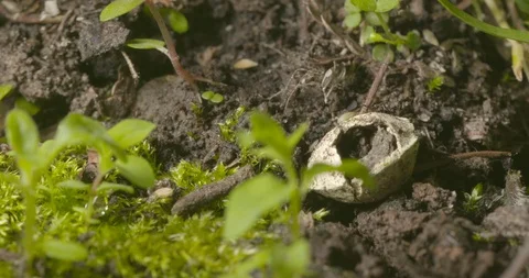 2 week old tick eggs with dying mother Stock Footage 113020713