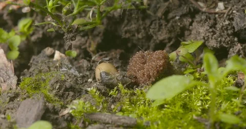 2 week old tick eggs with dying mother Stock Footage 113023413
