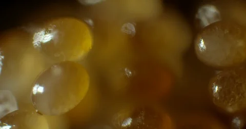 2 week old tick eggs Stock Footage 113127669