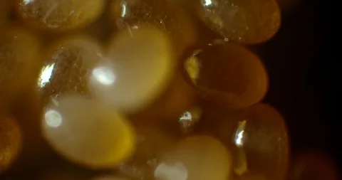 2 week old tick eggs Stock Footage 113128547