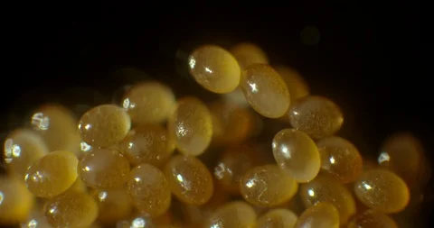 2 week old tick eggs Stock Footage 113128759