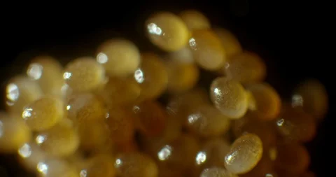 2 week old tick eggs Video stock 113128780