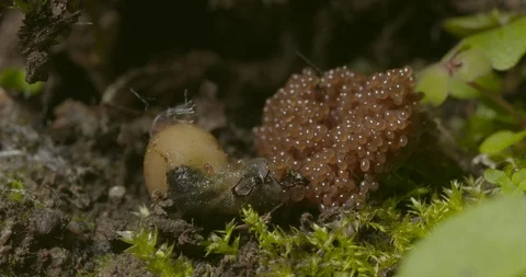 2 week old tick eggs with dying mother Stock Footage 113130063